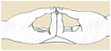 Amida Jo-in (Dhyana) Mudra - The Mudra of Meditation, also called the Yoga Mudra