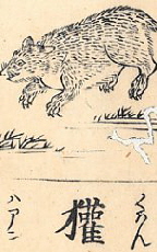 Badger as depicted in the early 18th-century Wakan Sansai-zue.