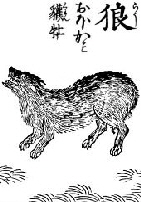 Badger as appearing in the Kinmozui, circa 1666