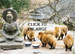 CLICK TO ENLARGE. Five real Tanuki feeding in garden of Dr. Gabi Greve