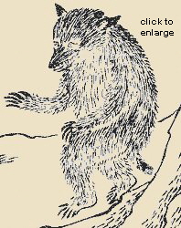 Tanuki as appearing in the 1666 Kinmozui Tanuki as appearing in the 1666 Kinmozui
