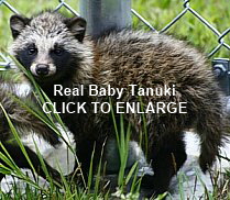 CLICK TO ENLARGE. Real Life Tanuki, Baby Tanuki, photo by Adam Nuelken