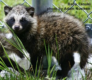 Real Life Tanuki, Baby Tanuki, photo by Adam Nuelken