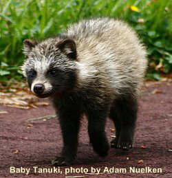 TANUKI - Learn more about this magical Japanese shape-