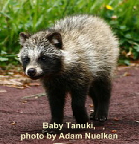 Baby Tanuki, photo by Adam Nuelken