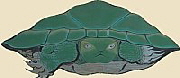 Turtle Votive Tablet at Enoshima Island, a Benzaiten stronghold. Happo Nirami no Kame Enoshima Jinja Okutsuno-miya Shrine