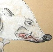 Tusked Boar, the mount of Marishiten Tusked Boar, the mount of Marishiten