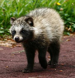 Baby Tanuki, photo by Adam Nuelken