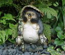 Tanuki in private garden in Kamakura City