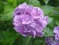 Ajisai - Hydrangea