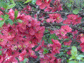 Boke or Japanese Quince, March Japan