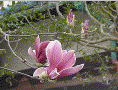 Magnolia - Mokuren, March Japan