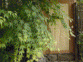 Maple - Momiji
