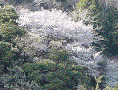 Yamazakura, Mountain Cherry Tree, Sakura, March, Japan