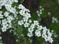 Snow Willow - Yukiyanagi, March Japan