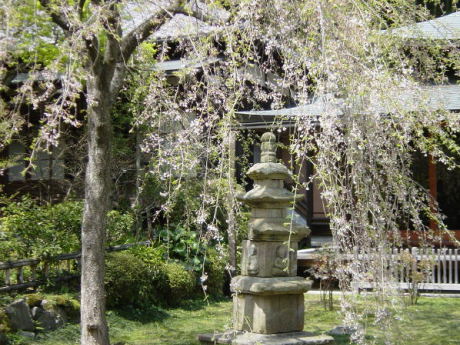 Cherry Blossoms at Engakuji Temple