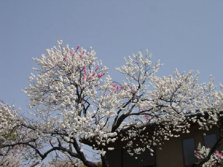 Cherry Blossoms