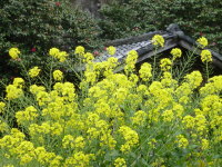 Nanohana Mustard