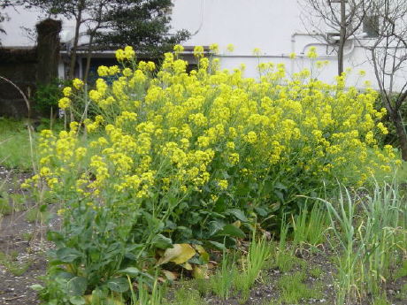 Nanohana Mustard