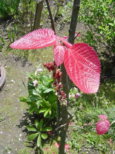 Red Leaf