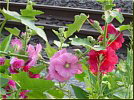 Hollyhock (June)