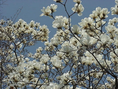 Magnolia Blooming, March, Japan -- Mokuren and Kobushi