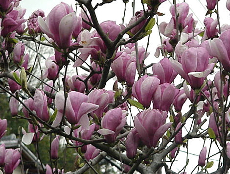 Magnolia Blooming, March, Japan -- Mokuren
