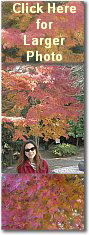 Maple Trees, Kamakura, Keiko Kamioka, Fall 2001