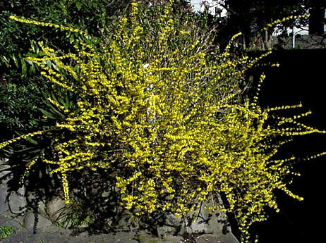 Rengyo, March Japan