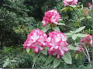 Rhododendron (April)
