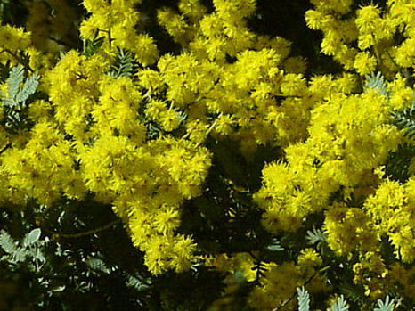 Click for Larger Photo - Mimoza Tree, March, Japan