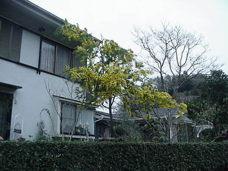 Mimoza Tree, March, Japan