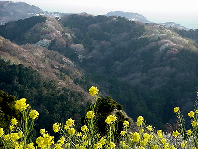 Click for Larger Photo - Nanohana, April, Kamakura