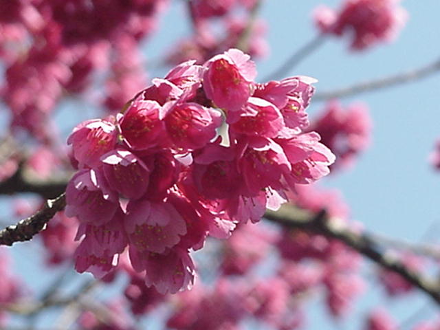 Click for Larger Photo Momo Peach Blossom April Japan