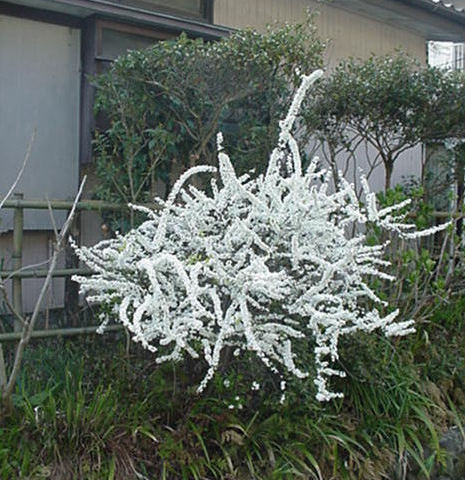 Yuki Yanagi - Snow Willow, Japan March