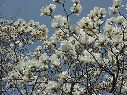 Magnolia Blooming, March, Japan -- Mokuren and Kobushi