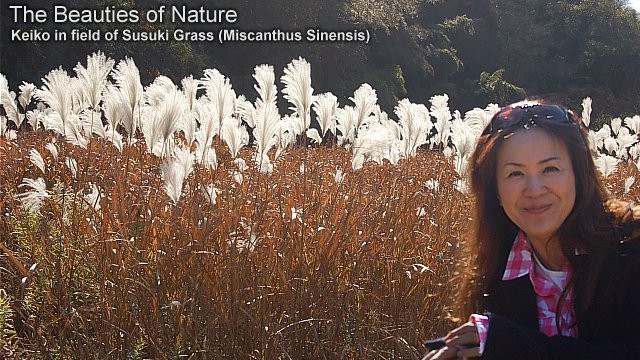 Keiko in field of Susuki Grass, Dec. 2011