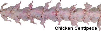 chicken-centipede-4