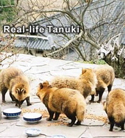 real life tanuki
