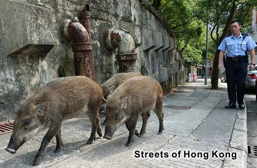 inoshishi-hong-kong-streets-2018