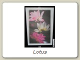 Lotus