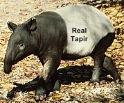 Real Tapir