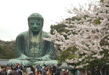 Great Buddha of Kamakura (Kamakura Daibutsu) -- Cherry Blossom Season Great Buddha of Kamakura (Kamakura Daibutsu) -- Cherry Blossom Season