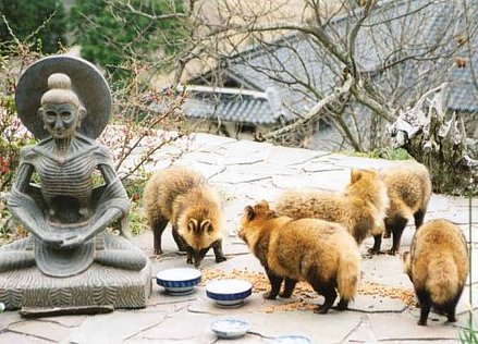 Five real Tanuki feeding in garden of Dr. Gabi Greve