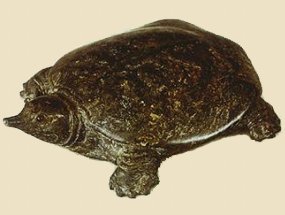 turtle-mystic-shosoin-nara-sketch-actual-stone