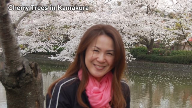 Cherry trees in Kamakura