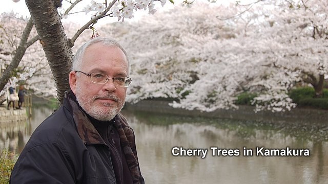 Cherry trees in Kamakura
