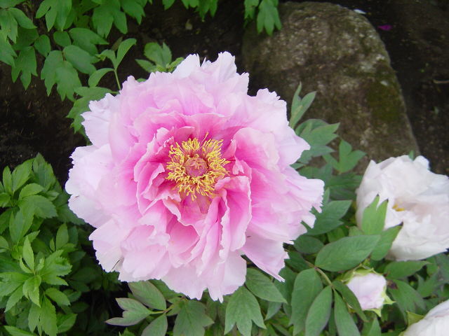 Dsc01838