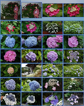 Ajisai Hydrangea Japanese Flowers