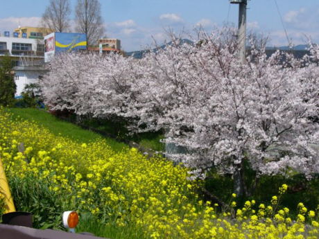 Cherry Blossoms, Mustard Weed (Yellow)